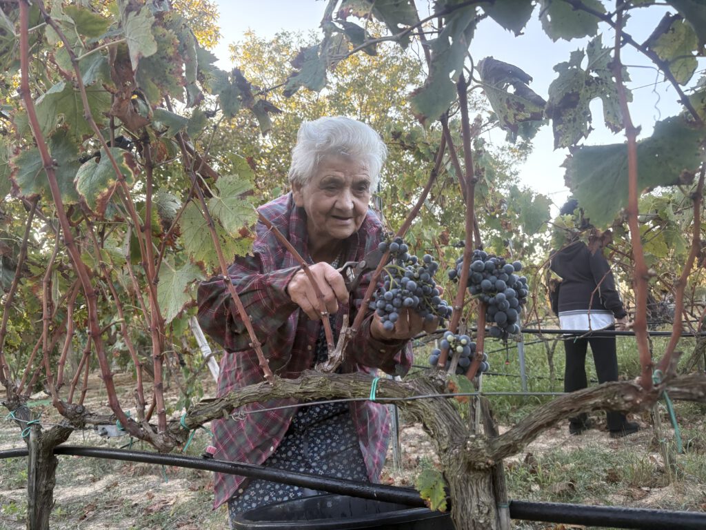 Omaatje aan de druivenpluk