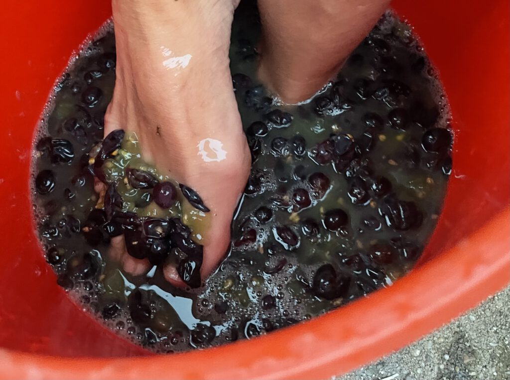 Voeten in een bak met druiven