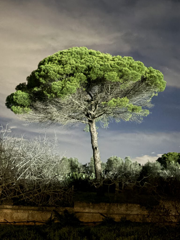 Pijnboom in mijn tuin