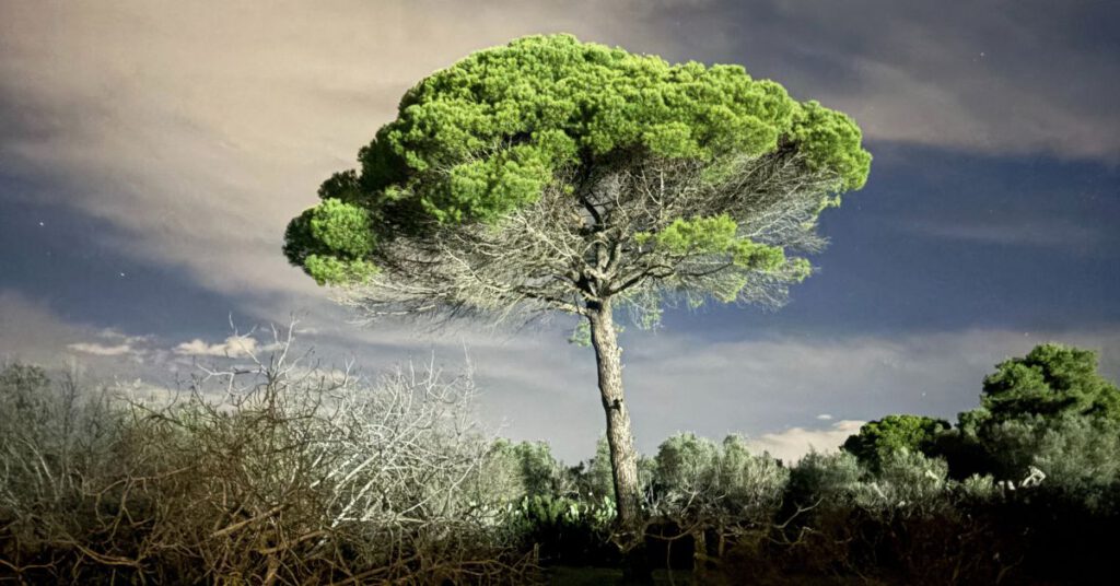 Pijnboom in mijn tuin