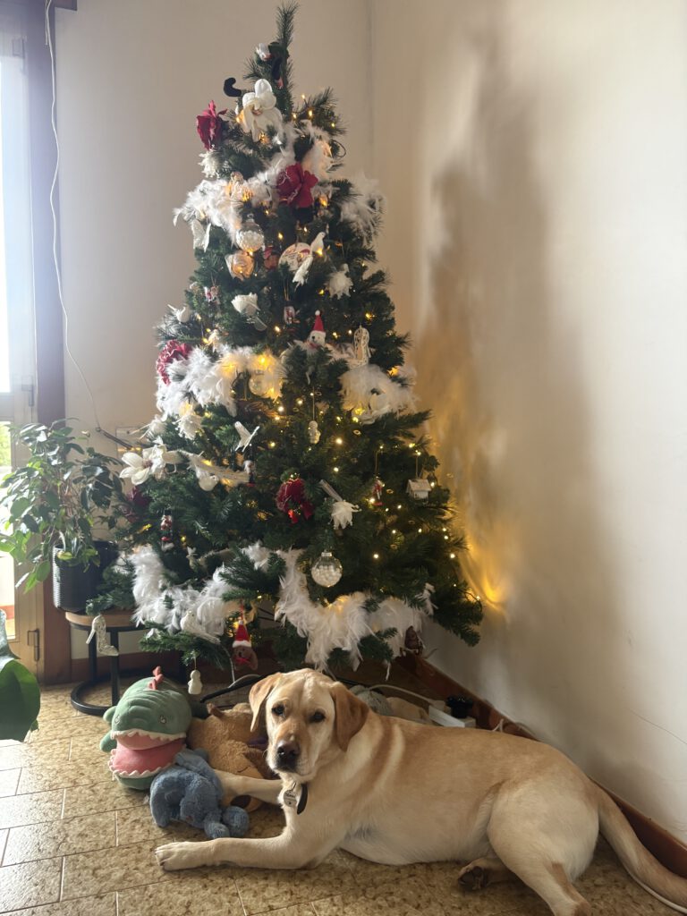 Tommy onder de kerstboom