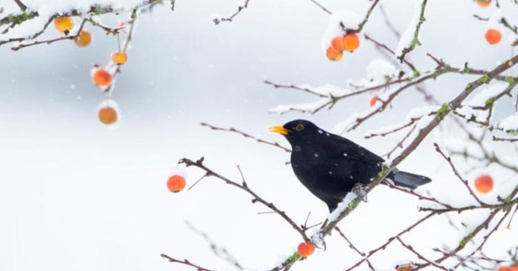 Merel op een tak met rode besjes