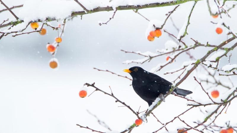 merel op een boomtak met rode besjes