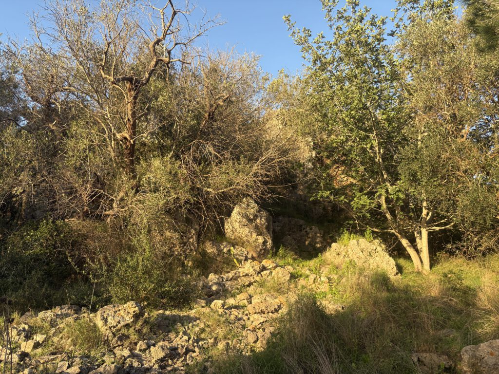 Door de bossen struinen