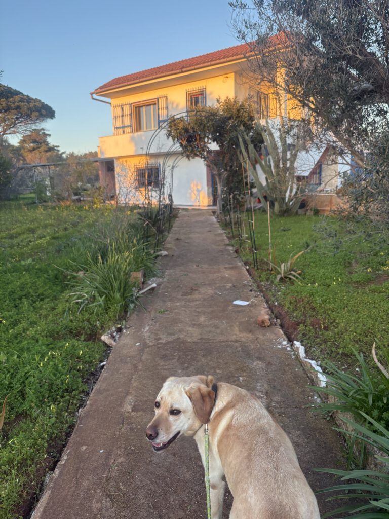 Tommy bij de rozenbogen