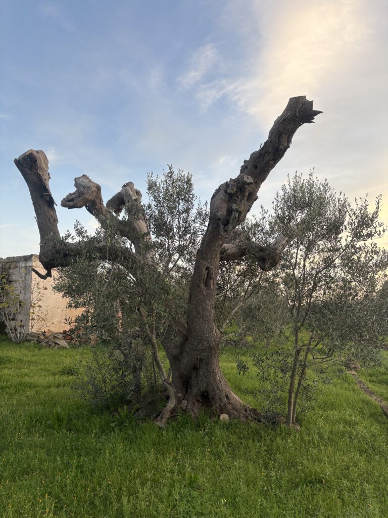 Olijfboom met Xylella
