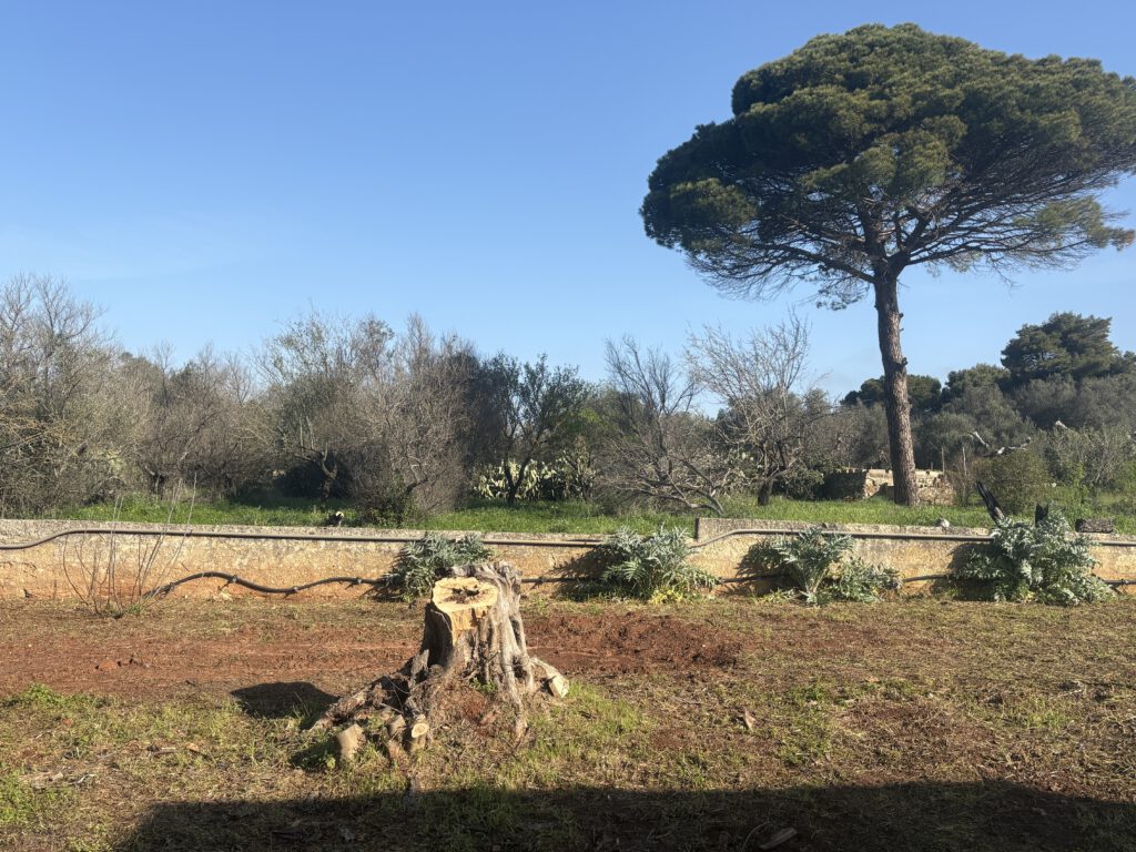 Foto van mijn gekapte olijfboom