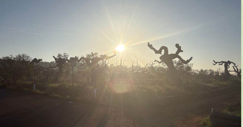 Opgaande zon in de olijfgaard