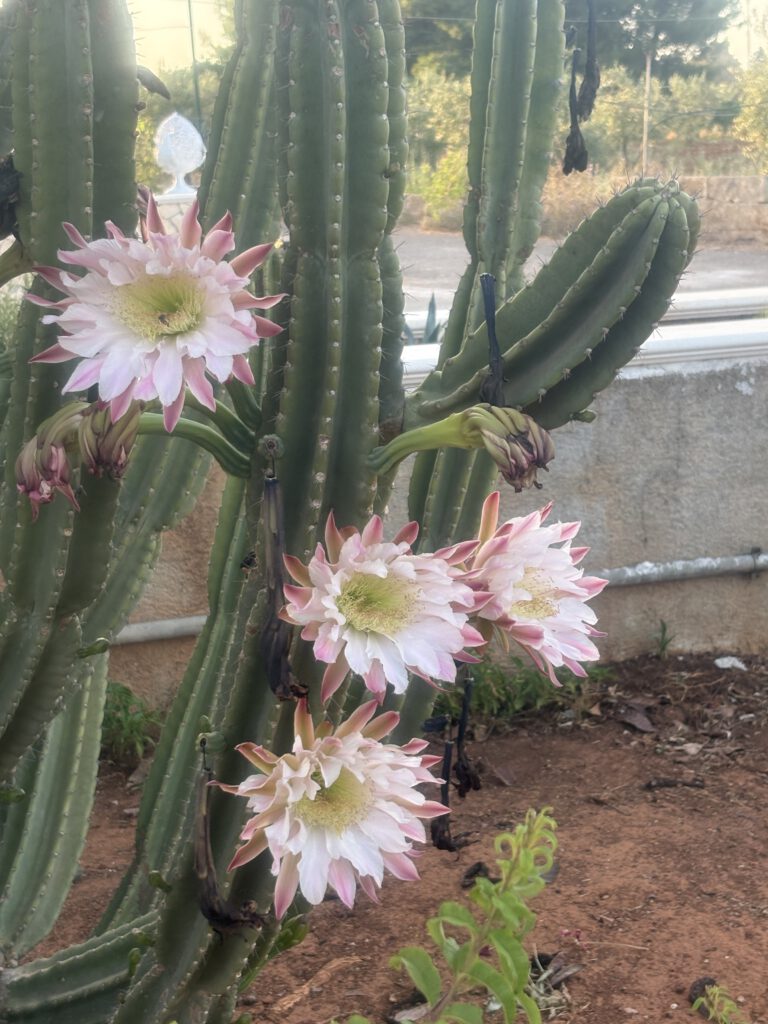 cactus in bloei